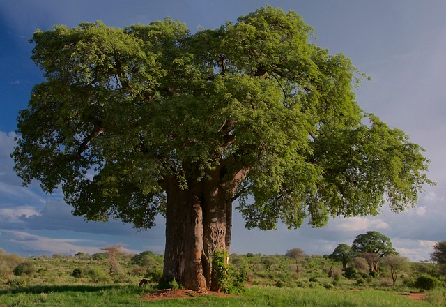 Arbre Baobab